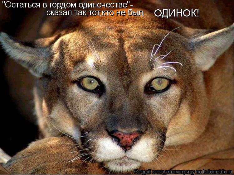 "Остаться в гордом одиночестве"- сказал так,тот,кто не был ОДИНОК!... Котоматрица: "Остаться в гордом одиночестве"- сказал так,тот,кто не был ОДИНОК!