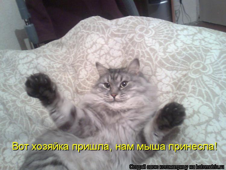 Котоматрица: Вот хозяйка пришла, нам мыша принесла!