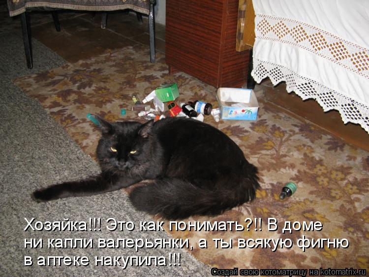 Котоматрица: Хозяйка!!! Это как понимать?!! В доме  ни капли валерьянки, а ты всякую фигню в аптеке накупила!!!