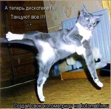 А теперь дискотека ! Танцуют все !!!... Котоматрица: А теперь дискотека ! Танцуют все !!!