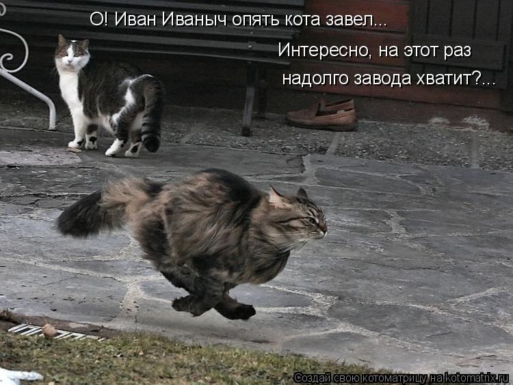 Котоматрица: О! Иван Иваныч опять кота завел... Интересно, на этот раз  надолго завода хватит?...