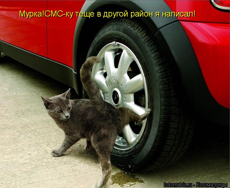 Котоматрица: Мурка!СМС-ку теще в другой район я написал!