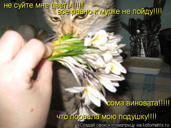 Котоматрица: не суйте мне цветы!!!!! все равно к мурке не пойду!!!! сома виновата!!!!! что порвала мою подушку!!!!