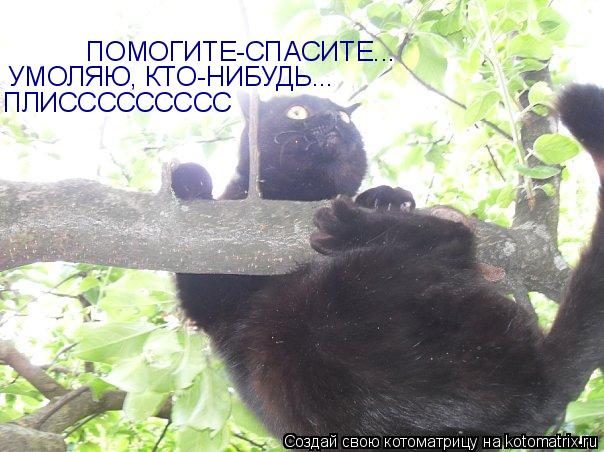 ПОМОГИТЕ-СПАСИТЕ... УМОЛЯЮ, КТО-НИБУДЬ... ПЛИССССССССС... Котоматрица: ПОМОГИТЕ-СПАСИТЕ... УМОЛЯЮ, КТО-НИБУДЬ... ПЛИССССССССС