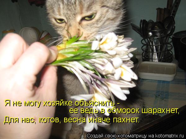 Котоматрица: Я не могу хозяйке объяснить -  ее ведь в обморок шарахнет, Для нас, котов, весна иначе пахнет.