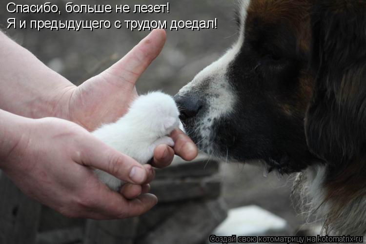 Спасибо, больше не лезет! Я и предыдущего с трудом доедал!... Котоматрица: Спасибо, больше не лезет! Я и предыдущего с трудом доедал!