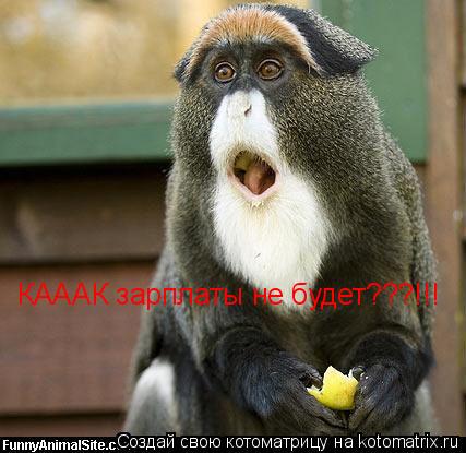 Котоматрица: КАААК зарплаты не будет???!!!