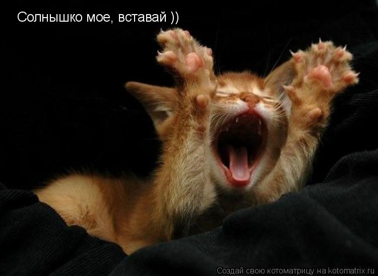 Котоматрица: Солнышко мое, вставай ))