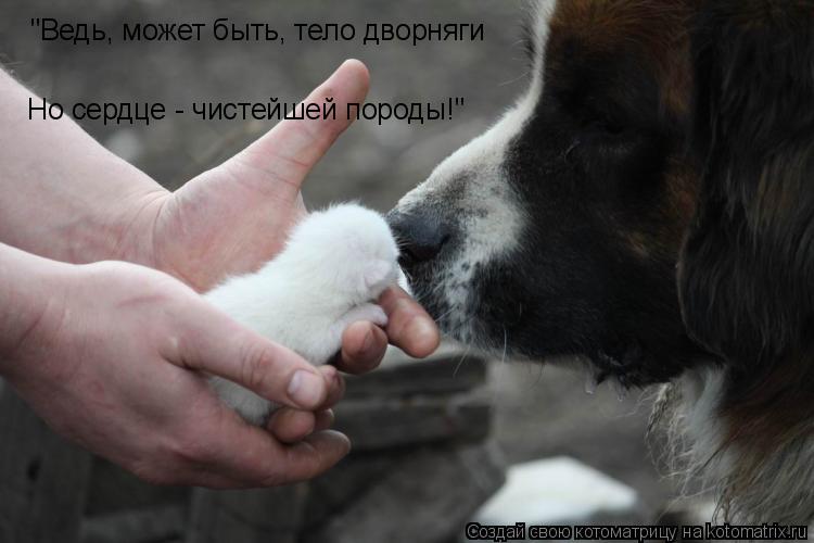"Ведь, может быть, тело дворняги Но сердце - чистейшей породы!"... Котоматрица: "Ведь, может быть, тело дворняги Но сердце - чистейшей породы!"