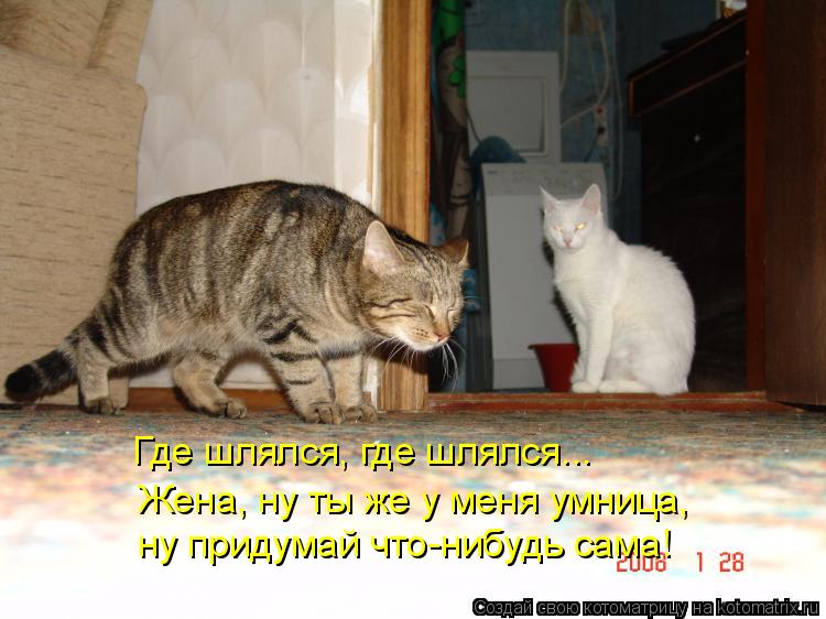 Котоматрица: Где шлялся, где шлялся...  Жена, ну ты же у меня умница, ну придумай что-нибудь сама!