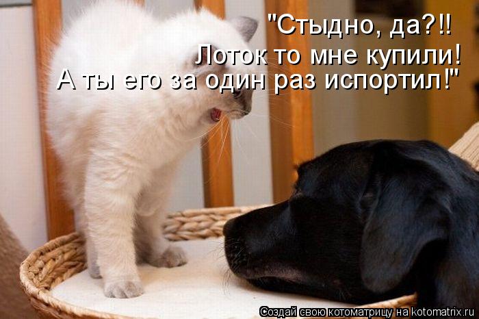 Котоматрица: "Стыдно, да?!! Лоток то мне купили! А ты его за один раз испортил!"