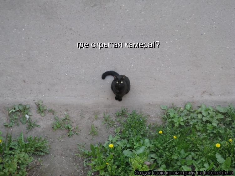 Котоматрица: где скрытая камера!?