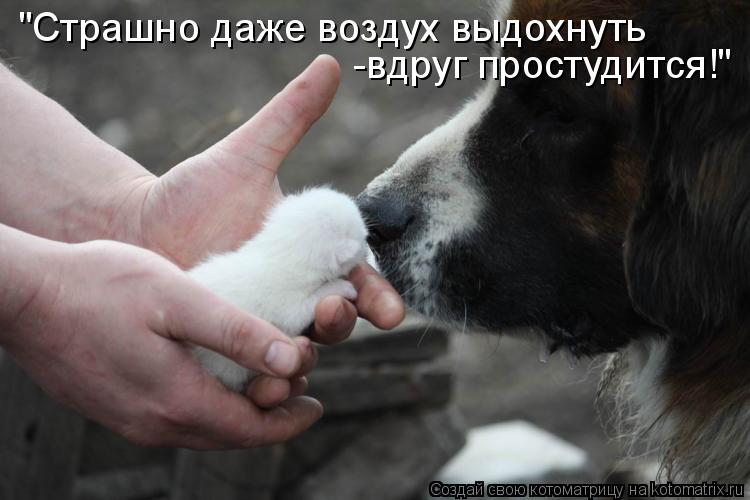 Котоматрица: "Страшно даже воздух выдохнуть -вдруг простудится!"