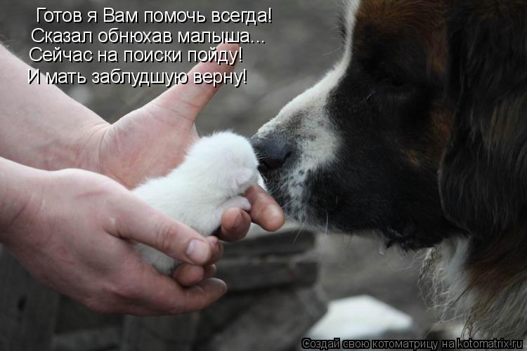 Котоматрица: Готов я Вам помочь всегда! Сказал обнюхав малыша...  Сейчас на поиски пойду! И мать заблудшую верну!