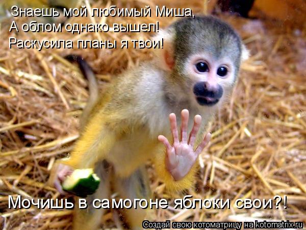 Котоматрица: Знаешь мой любимый Миша, А облом однако вышел! Раскусила планы я твои! Мочишь в самогоне яблоки свои?!