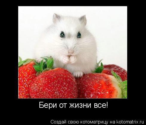 Котоматрица: Бери от жизни все!