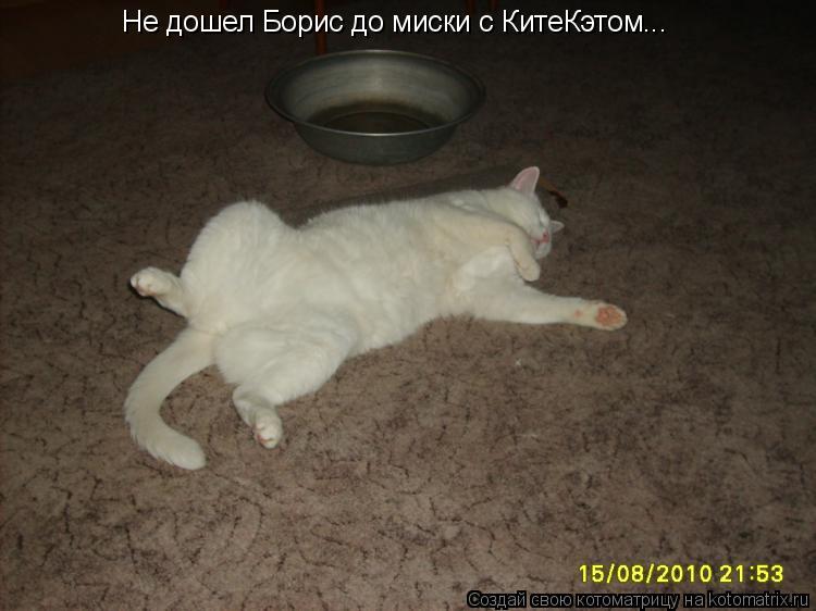 Котоматрица: Не дошел Борис до миски с КитеКэтом...