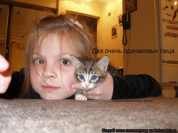 Котоматрица: Два очень одинаковых лица. Только глаза разных цветов