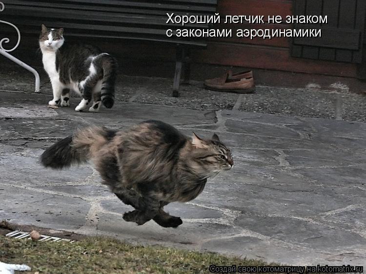 Котоматрица: Хороший летчик не знаком  с законами аэродинамики
