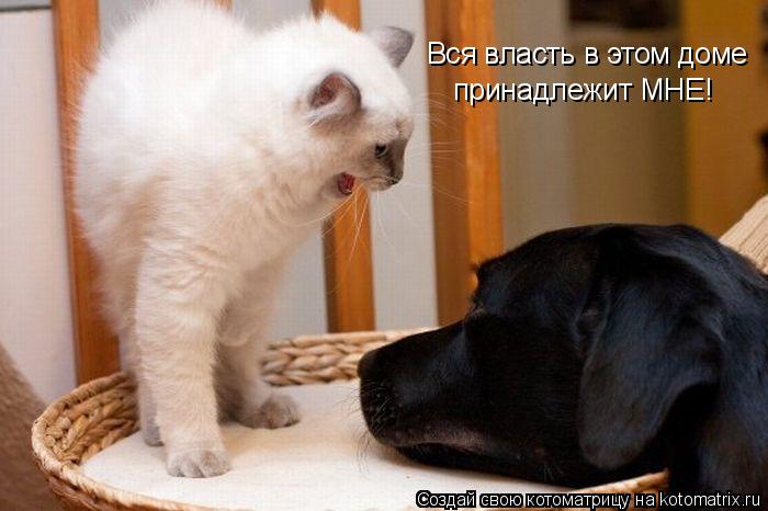 Котоматрица: Вся власть в этом доме принадлежит МНЕ!