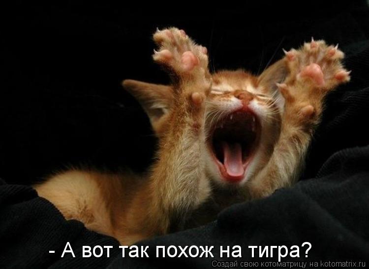 Котоматрица: - А вот так похож на тигра?