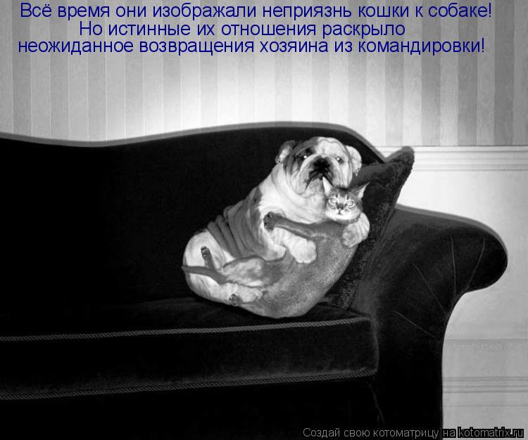 Котоматрица: Всё время они изображали неприязнь кошки к собаке! Но истинные их отношения раскрыло неожиданное возвращения хозяина из командировки!