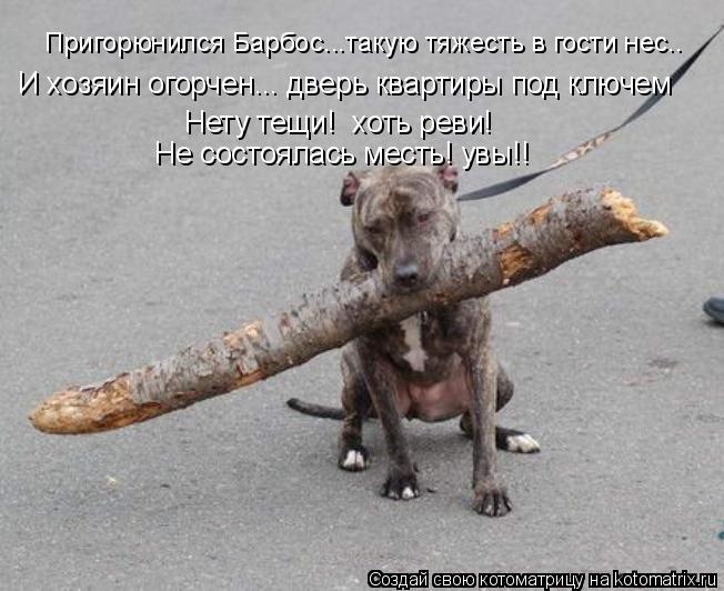 Котоматрица: Пригорюнился Барбос...такую тяжесть в гости нес.. И хозяин огорчен... дверь квартиры под ключем Нету тещи!  хоть реви!  Не состоялась месть! увы