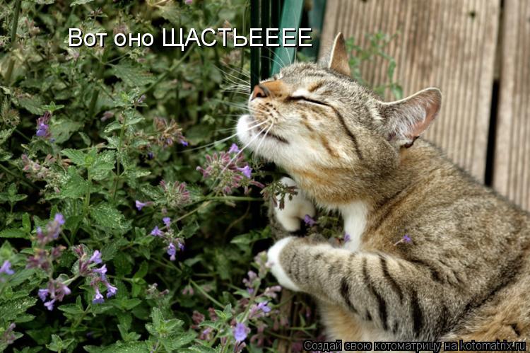Вот оно ЩАСТЬЕЕЕЕ... Котоматрица: Вот оно ЩАСТЬЕЕЕЕ