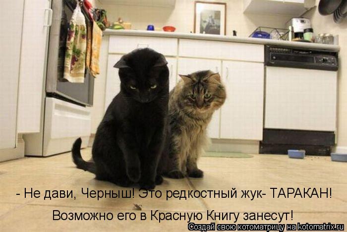 - Не дави, Черныш! Это редкостный жук- ТАРАКАН! Возможно его в Красную Книгу занесут!... Котоматрица: - Не дави, Черныш! Это редкостный жук- ТАРАКАН! Возможно его в Красную Книгу занесут!