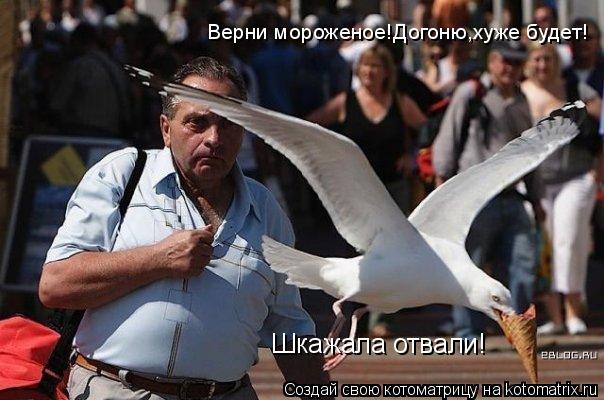Верни мороженое!Догоню,хуже будет! Шкажала отвали!... Котоматрица: Верни мороженое!Догоню,хуже будет! Шкажала отвали!