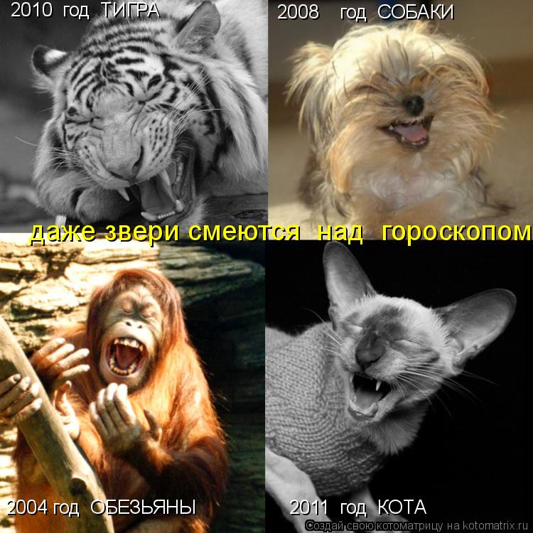 Котоматрица: 2010  год  ТИГРА 2008    год  СОБАКИ 2004 год  ОБЕЗЬЯНЫ 2011  год  КОТА  даже звери смеются  над  гороскопом