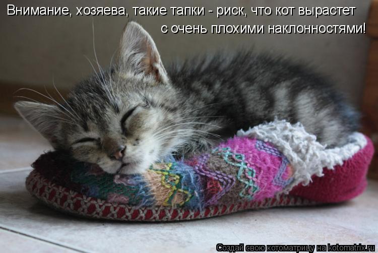 Котоматрица: с очень плохими наклонностями! Внимание, хозяева, такие тапки - риск, что кот вырастет