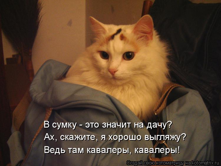 В сумку - это значит на дачу? Ах, скажите, я хорошо выгляжу? Ведь там кавалеры, кавалеры!... Котоматрица: В сумку - это значит на дачу? Ах, скажите, я хорошо выгляжу? Ведь там кавалеры, кавалеры!
