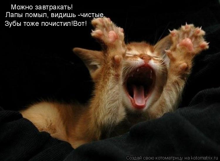 Можно завтракать! Лапы помыл, видишь -чистые. Зубы тоже почистил!Вот!... Котоматрица: Можно завтракать! Лапы помыл, видишь -чистые. Зубы тоже почистил!Вот!