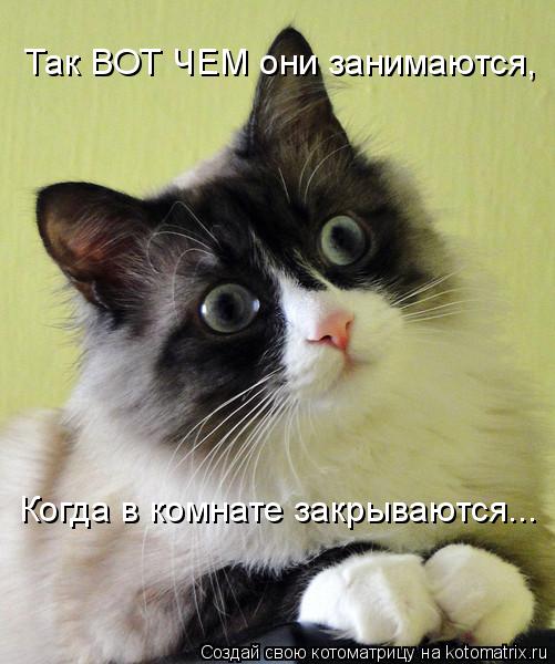 Так ВОТ ЧЕМ они занимаются, Когда в комнате закрываются...... Котоматрица: Так ВОТ ЧЕМ они занимаются, Когда в комнате закрываются...
