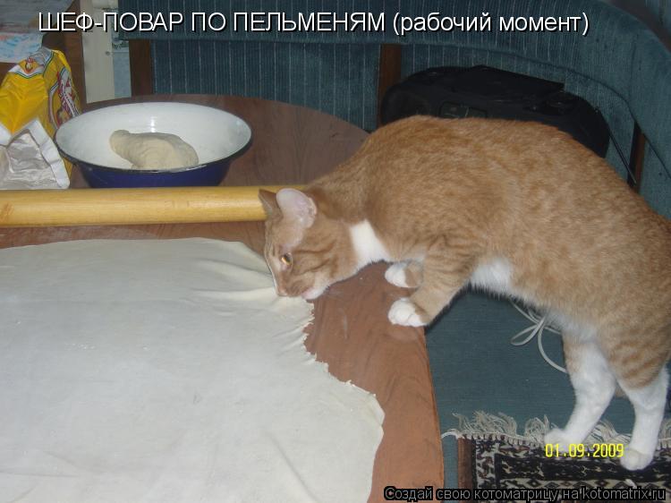 ШЕФ-ПОВАР ПО ПЕЛЬМЕНЯМ (рабочий момент)... Котоматрица: ШЕФ-ПОВАР ПО ПЕЛЬМЕНЯМ (рабочий момент)