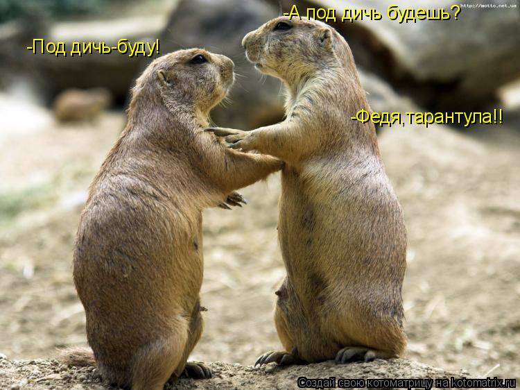 -А под дичь будешь? -Под дичь-буду! -Федя,тарантула!!... Котоматрица: -А под дичь будешь? -Под дичь-буду! -Федя,тарантула!!