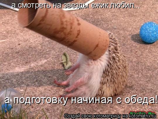 а смотреть на звезды ежик любил... а подготовку начиная с обеда!... Котоматрица: а смотреть на звезды ежик любил... а подготовку начиная с обеда!