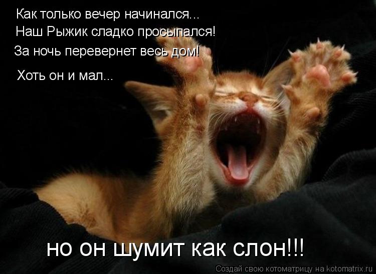 Как только вечер начинался... Наш Рыжик сладко просыпался! За ночь перевернет весь дом! Хоть он и мал... Котоматрица: Как только вечер начинался... Наш Рыжик сладко просыпался! За ночь перевернет весь дом! Хоть он и мал... но он шумит как слон!!!