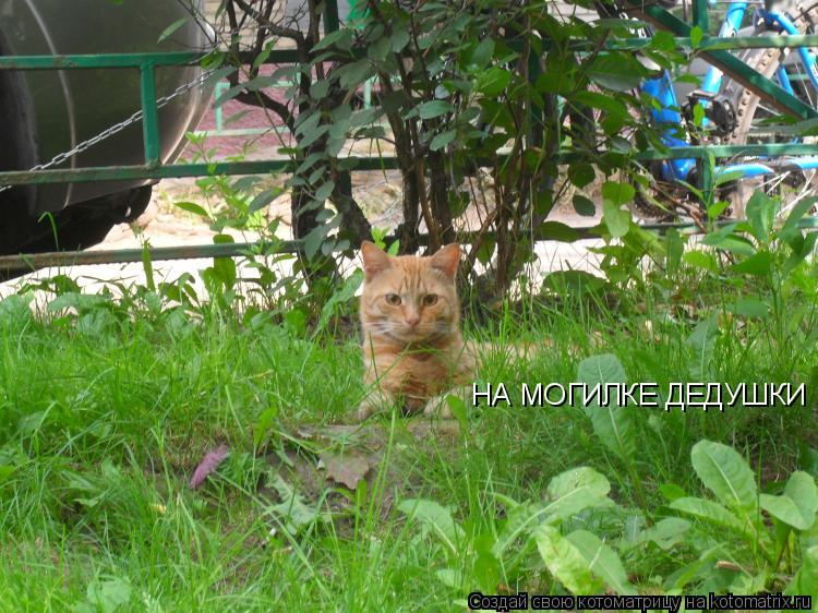 НА МОГИЛКЕ ДЕДУШКИ... Котоматрица: НА МОГИЛКЕ ДЕДУШКИ