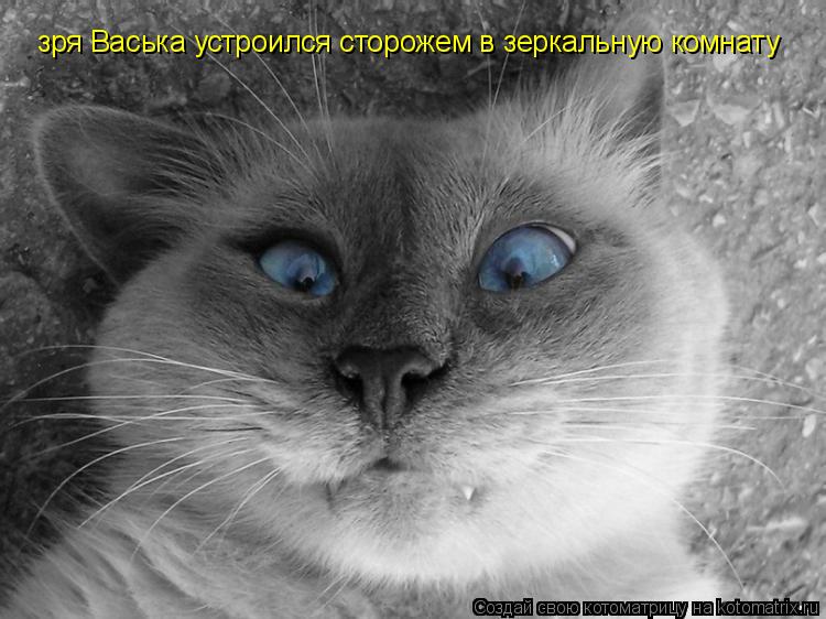 зря Васька устроился сторожем в зеркальную комнату... Котоматрица: зря Васька устроился сторожем в зеркальную комнату