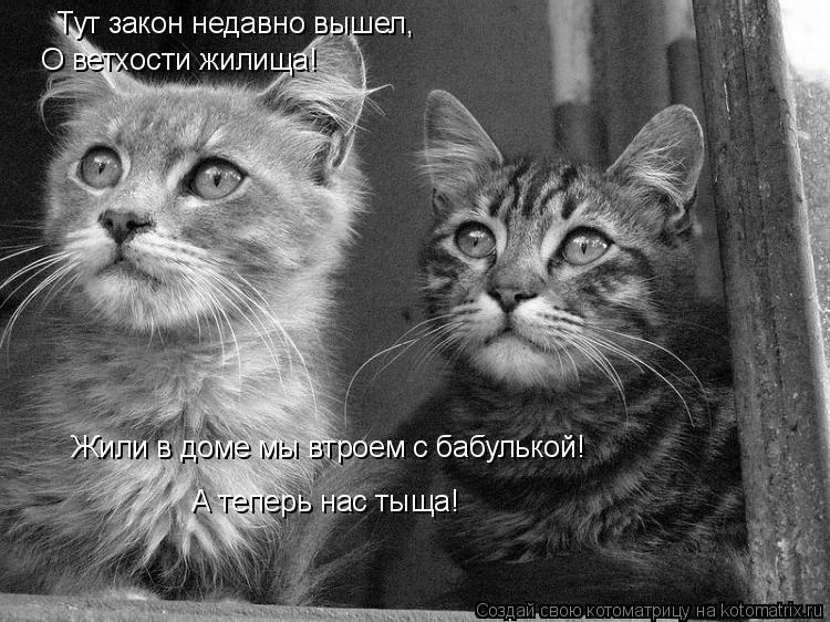 Тут закон недавно вышел, О ветхости жилища! Жили в доме мы втроем с бабулькой! А теперь нас тыща!... Котоматрица: Тут закон недавно вышел, О ветхости жилища! Жили в доме мы втроем с бабулькой! А теперь нас тыща!