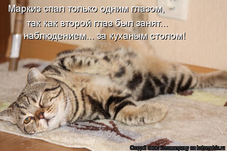 Маркиз спал только одним глазом, так как второй глаз был занят... наблюдением... за куханым столом!... Котоматрица: Маркиз спал только одним глазом, так как второй глаз был занят... наблюдением... за куханым столом!