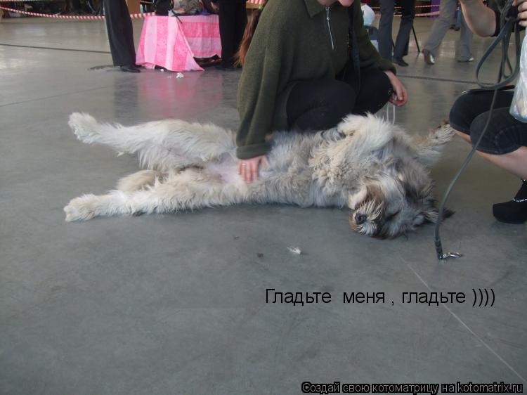 Гладьте меня , гладьте ))))... Котоматрица: Гладьте меня , гладьте ))))