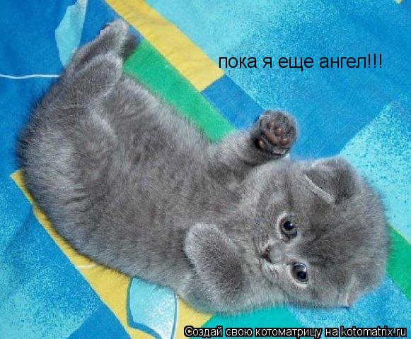 пока я еще ангел!!!... Котоматрица: пока я еще ангел!!!
