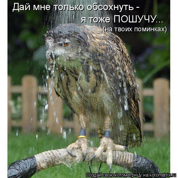 Дай мне только обсохнуть - я тоже ПОШУЧУ... (на твоих поминках)... Котоматрица: Дай мне только обсохнуть - я тоже ПОШУЧУ... (на твоих поминках)