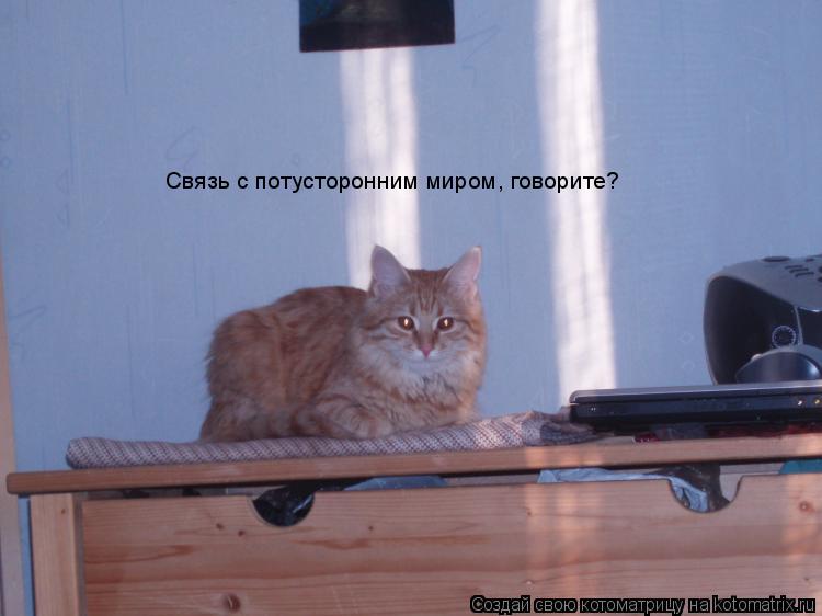 Связь с потусторонним миром, говорите?... Котоматрица: Связь с потусторонним миром, говорите?