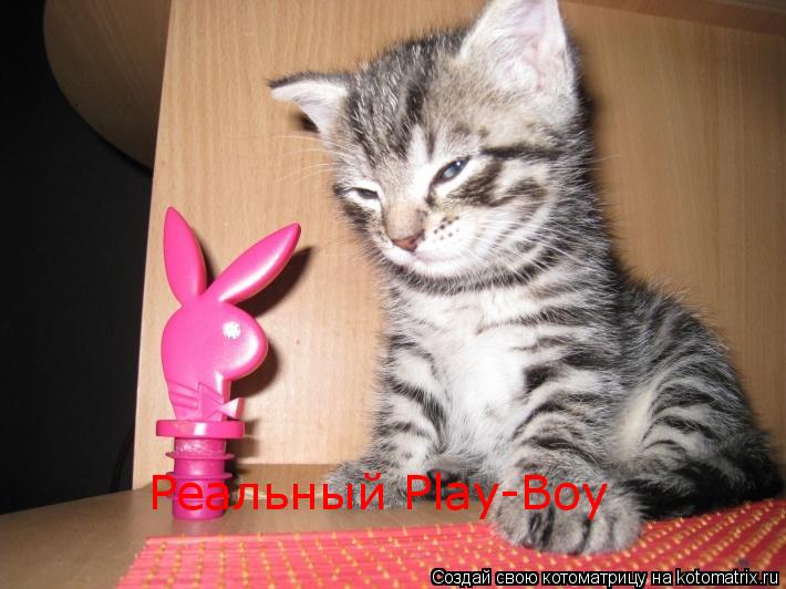 Реальный Play-Boy... Котоматрица: Реальный Play-Boy