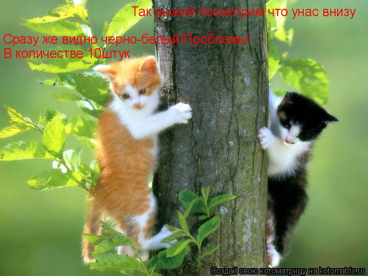 Так рыжий посмотрим что унас внизу Сразу же видно черно-белый!Проблемы! В количестве 10штук... Котоматрица: Так рыжий посмотрим что унас внизу Сразу же видно черно-белый!Проблемы! В количестве 10штук