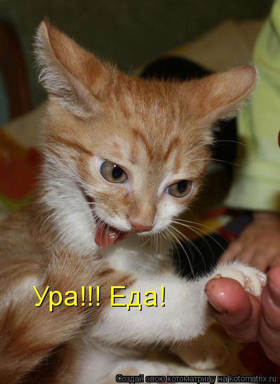 Ура!!! Еда!... Котоматрица: Ура!!! Еда!